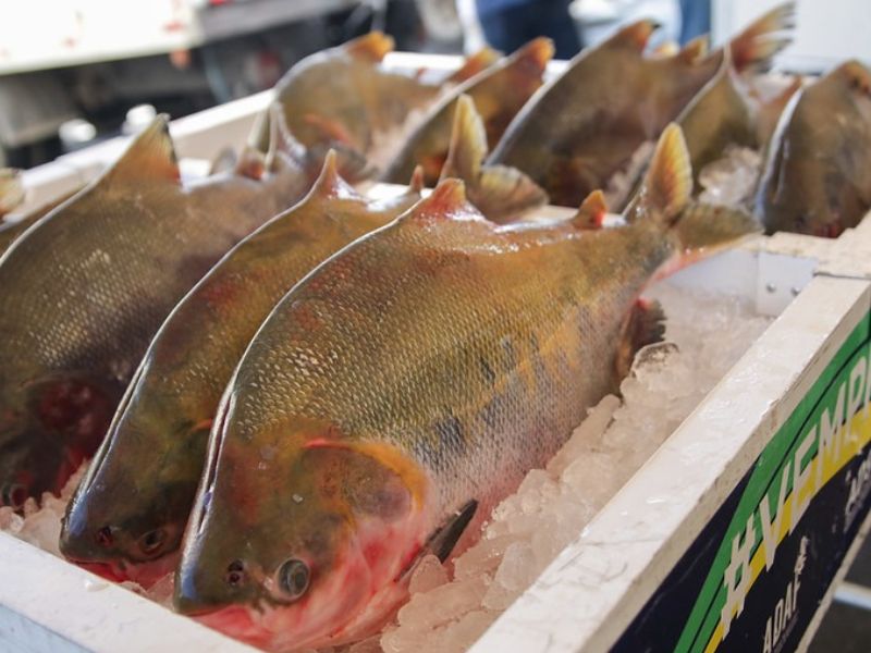 Pescado entregue por Wilson Lima beneficiará 100 mil famílias na Semana Santa