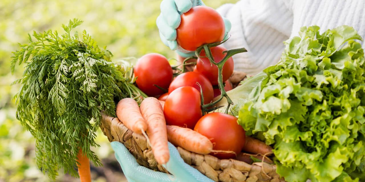 Dicas para manter a saúde da sua horta durante o inverno