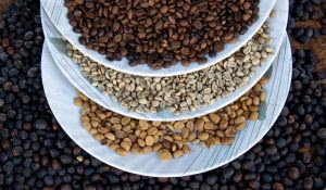 O futuro do café: 5 caminhos que vão marcar a próxima década