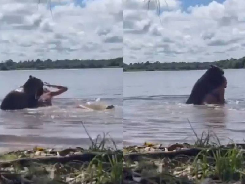 Relembre ataque de capivara a mulher dentro de rio