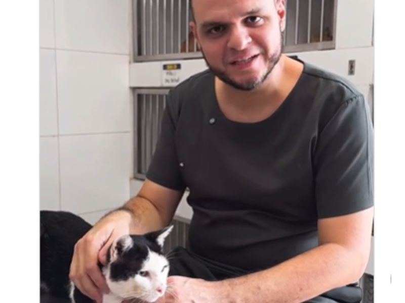Vereador propõe criação do Dia Municipal do Gato em Manaus
