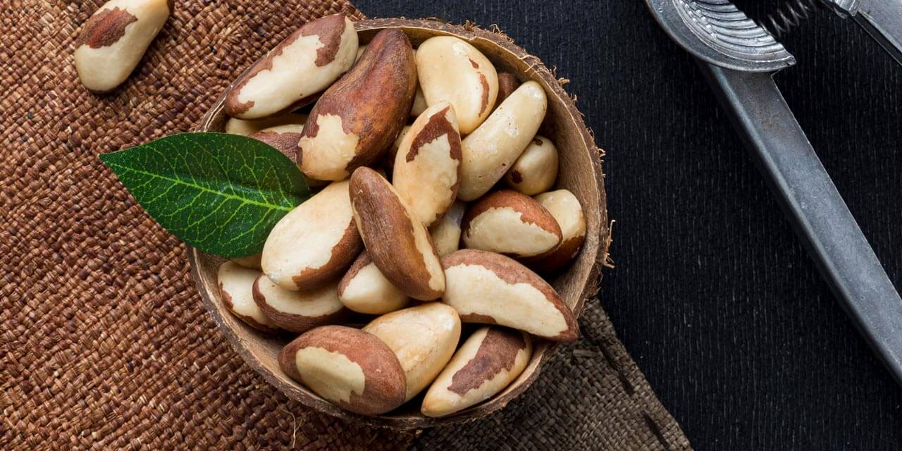 Castanha-do-brasil: cuidados essenciais na sua produção